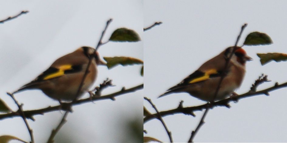 Vogeltje in Suffolk, Engeland (1)